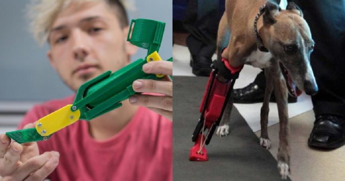 Este jovem cria próteses para cães e as distribui