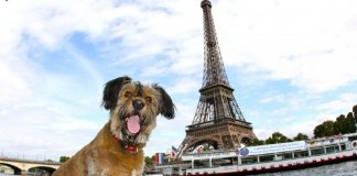 Governo francês concede direitos a cães e gatos como ‘seres vivos’ e não mais como ‘propriedades’