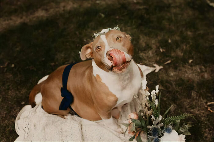 revistapazes.com - Pit Bull abandonada grávida é acolhida e tem seu próprio ensaio fotográfico de maternidade