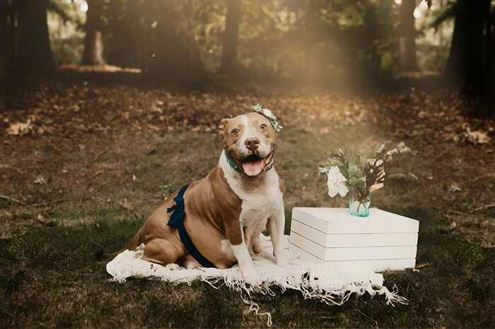 revistapazes.com - Pit Bull abandonada grávida é acolhida e tem seu próprio ensaio fotográfico de maternidade