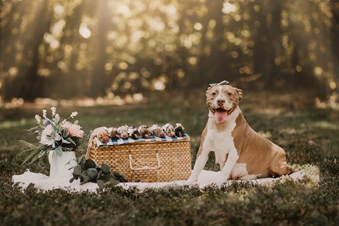 Pit Bull abandonada grávida é acolhida e tem seu próprio ensaio fotográfico de maternidade