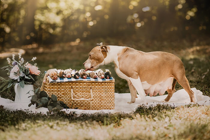 revistapazes.com - Pit Bull abandonada grávida é acolhida e tem seu próprio ensaio fotográfico de maternidade