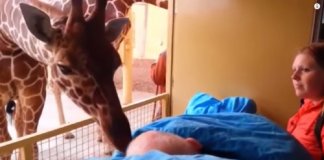 Girafa se despede com um beijo carinhoso de seu cuidador com câncer
