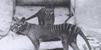Declarado extinto há 80 anos, tigre da Tasmânia é avistado na Austrália