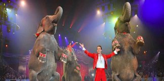 Na Campânia, região da Itália, circos com animais são agora proibidos!