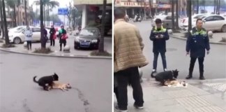 Cãozinho tenta desesperadamente acordar seu amigo morto na rua. Não pode aceitar que o perdeu