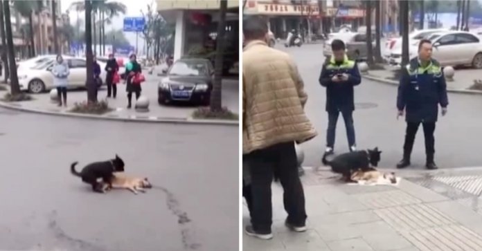 Cãozinho tenta desesperadamente acordar seu amigo morto na rua. Não pode aceitar que o perdeu