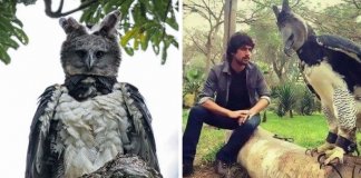 Conheça a “Harpia”: um pássaro tão grande que algumas pessoas pensam que é uma pessoa fantasiada