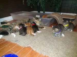 revistapazes.com - Este cãozinho "adotou" 7 gatos filhotes. A mãe dos gatinhos, incrivelmente, adorou a iniciativa.