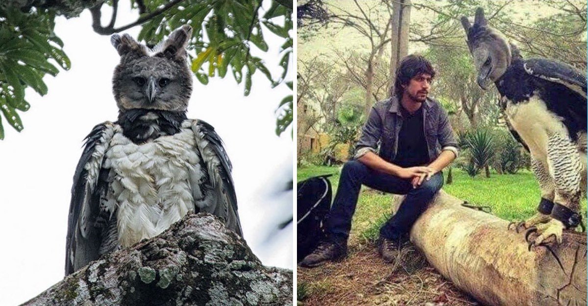 portada-águila-arpía-2