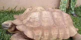 Alagba, a tartaruga mais antiga do mundo, morreu: tinha 344 anos e era considerada sagrada