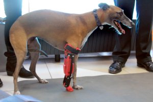 revistapazes.com - Este jovem cria próteses para cães e as distribui