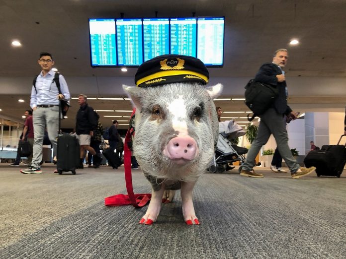 Aeroporto de San Francisco tem porquinha para distrair e acalmar passageiros
