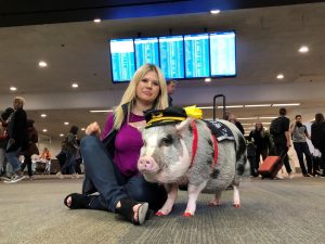revistapazes.com - Aeroporto de San Francisco tem porquinha para distrair e acalmar passageiros