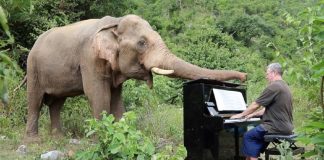 Pianista toca música clássica para acalmar elefantes cegos resgatados