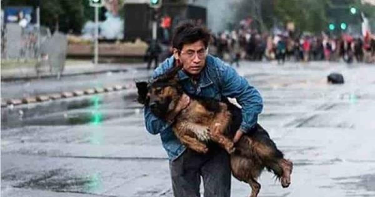 perrorescatecopia22-focus-0-0-600-315