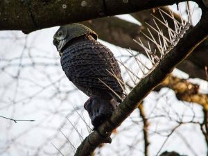 revistapazes.com - Mecanismos anti-pássaros instalados em árvores de cidade inglesa para proteger carros de luxo