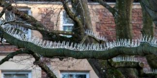 Mecanismos anti-pássaros instalados em árvores de cidade inglesa para proteger carros de luxo