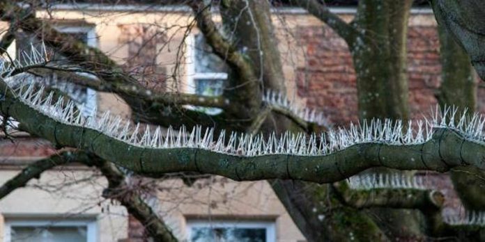 Mecanismos anti-pássaros instalados em árvores de cidade inglesa para proteger carros de luxo