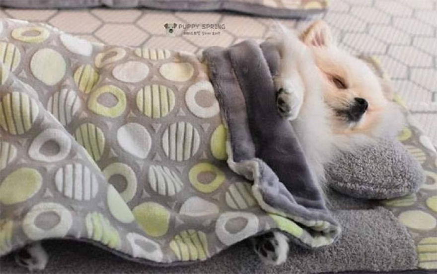 revistapazes.com - Fotos de filhotes de cachorro dormindo em uma creche estão tomando conta da Internet (Confira!)