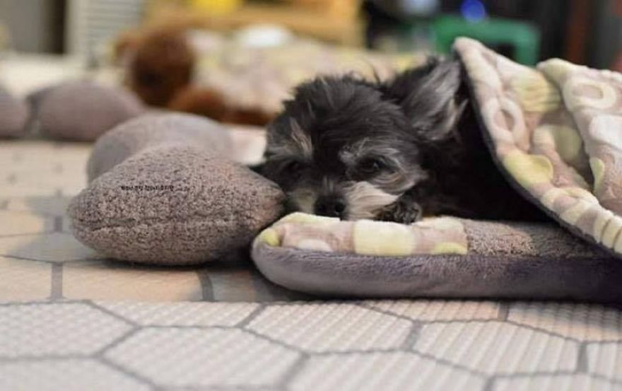 revistapazes.com - Fotos de filhotes de cachorro dormindo em uma creche estão tomando conta da Internet (Confira!)