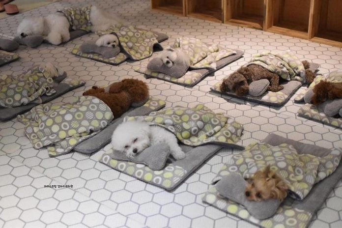 Fotos de filhotes de cachorro dormindo em uma creche estão tomando conta da Internet (Confira!)