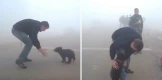 O bebê urso se recusou a se separar do homem que o resgatou em um incêndio na floresta. Ele queria agradecer