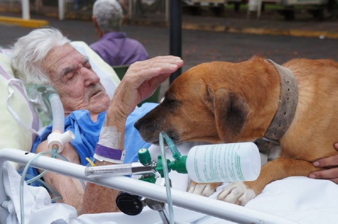 Idoso internado se emociona ao receber visita do cachorro de estimação. Segundo a filha, o pai chorava todo dia