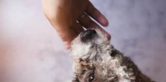 Cães escolhem as pessoas mais gentis para pedir comida