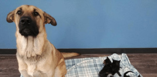 Cadelinha abandonada é encontrada em estrada cuidando de 5 filhotes de gatos