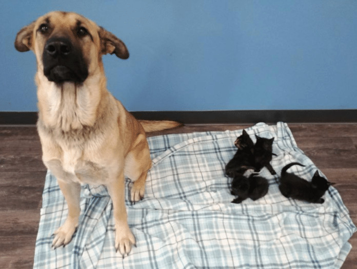 Cadelinha abandonada é encontrada em estrada cuidando de 5 filhotes de gatos