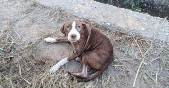 Cão de rua cuidou de idoso com Alzheimer que ficou perdido a noite inteira