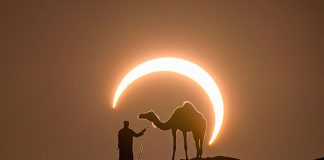 O click perfeito: homem e dromedário no meio do deserto emoldurados por um eclipse solar