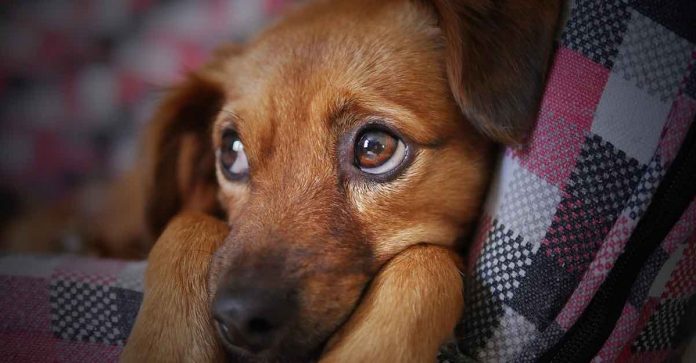 Gritar com seu cão pode causar níveis sérios de estresse e trauma a longo prazo, revela estudo
