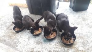 revistapazes.com - Alimentaram e ajudaram uma gatinha de rua. Mais tarde, ela voltou com toda a sua família faminta