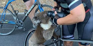 Coala com sede bebe a água de ciclistas na Austrália