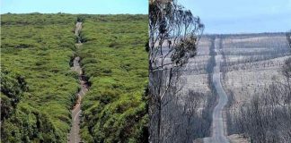 Antes e depois: confira o impacto devastador dos incêndios florestais na Ilha Kangaroo (Austrália)