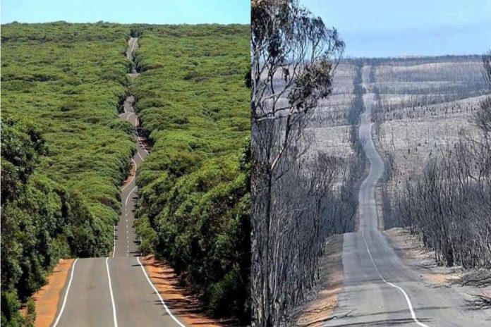Antes e depois: confira o impacto devastador dos incêndios florestais na Ilha Kangaroo (Austrália)