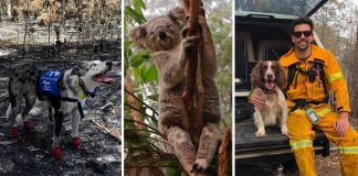 Cães de resgate salvam coalas de incêndios na Austrália.
