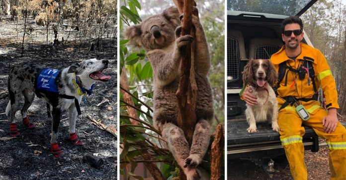 Cães de resgate salvam coalas de incêndios na Austrália.