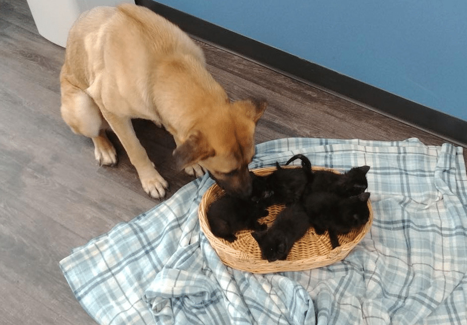 revistapazes.com - Cadelinha abandonada &eacute; encontrada em estrada cuidando de 5 filhotes de gatos