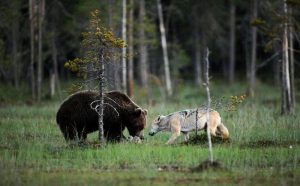 revistapazes.com - Fotógrafo finlandês captura belíssimas imagens de uma improvável amizade entre loba e urso