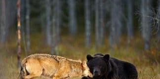 Fotógrafo finlandês captura belíssimas imagens de uma improvável amizade entre loba e urso