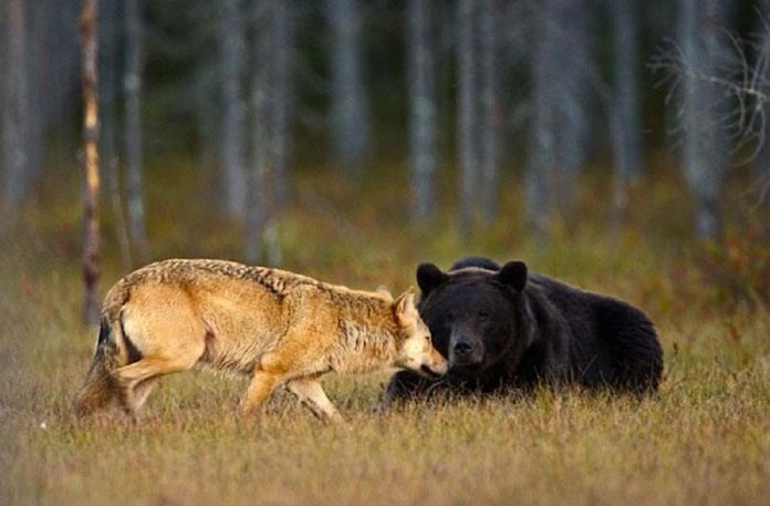 Fotógrafo finlandês captura belíssimas imagens de uma improvável amizade entre loba e urso