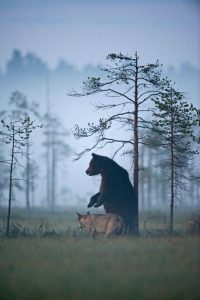 revistapazes.com - Fotógrafo finlandês captura belíssimas imagens de uma improvável amizade entre loba e urso