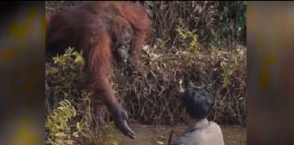 Orangotango estende a mão para ‘salvar’ homem em rio com cobras