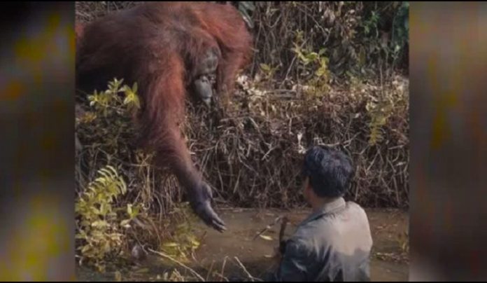 Orangotango estende a mão para ‘salvar’ homem em rio com cobras