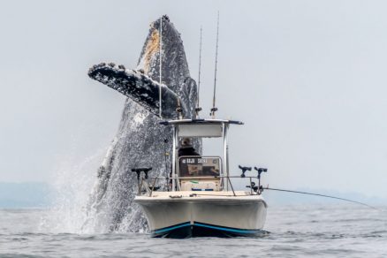 revistapazes.com - Vídeo viral mostra o incrível salto de uma baleia gigante ao lado de um pescador