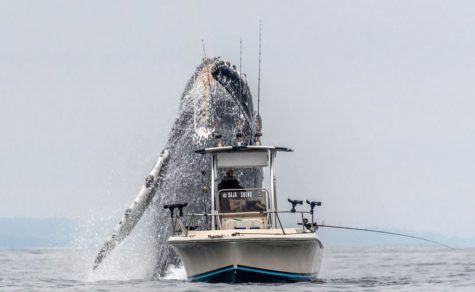 revistapazes.com - Vídeo viral mostra o incrível salto de uma baleia gigante ao lado de um pescador