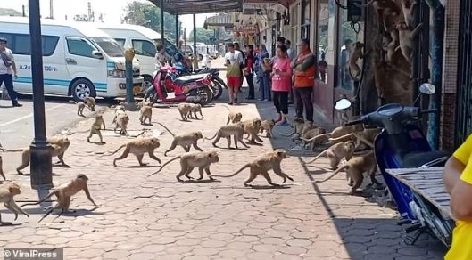 revistapazes.com - Centenas de macacos procuram comida na Tailândia. "Em razão do coronavírus, não há turistas para alimentá-los", afirmam populares